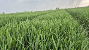 pszenica ozima Andorre 03.05.2025