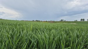 pszenica ozima Andorre 03.05.2025