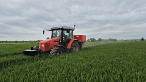 Pszenica ozima Andorre 10.05.2025