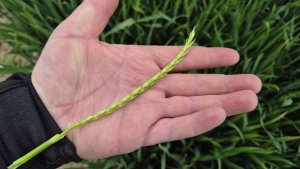 Pszenica ozima Andorre 10.05.2025