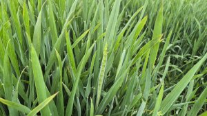 Pszenica ozima Andorre 10.05.2025