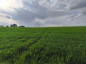 Pszenica ozima Banatus lubelskie 