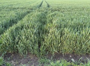 Pszenica ozima Elektra