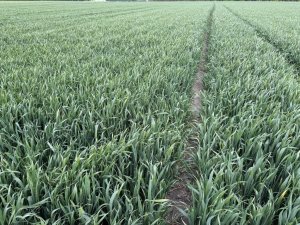 Pszenica ozima Elektra