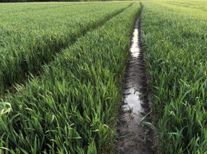 Pszenica ozima Euforia