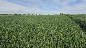 Pszenica ozima RGT Treffer - 17.05.2025