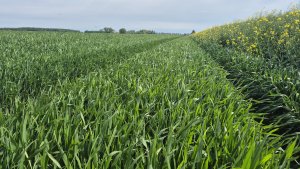 Pszenica ozima RGT Treffer - 17.05.2025