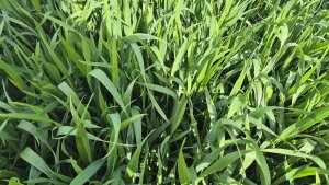 Pszenica ozima RGT Treffer - 17.05.2025