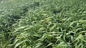 Pszenica ozima RGT Treffer - 17.05.2025