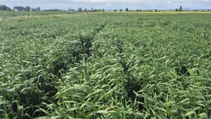 Pszenica ozima RGT Treffer - 17.05.2025