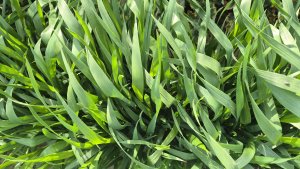 Pszenica ozima RGT Treffer - 17.05.2025