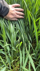 Pszenica ozima RGT Treffer 10.05.2025