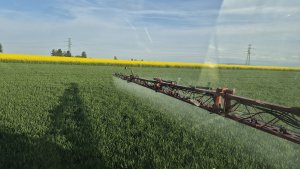 pszenica ozima rgt treffer 30.04.2025