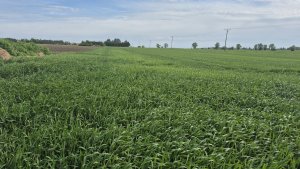 Pszenica ozima SU Tarroca -17.05.2025