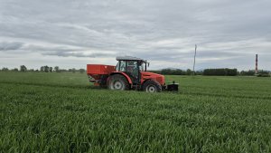 Pszenica ozima SU Tarroca 10.05.2025