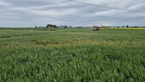 Pszenica ozima SU Tarroca 10.05.2025