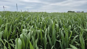 Pszenica ozima SU Tarroca 10.05.2025