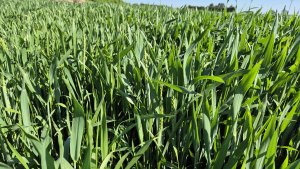 Pszenica ozima SU Tarroca 24.05.2025