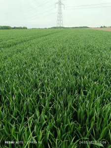 Pszenica SY Landrich 