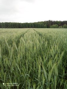 Pszenżyto ozime polo 