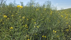 Rzepak LG Avenger - 24.05.2025