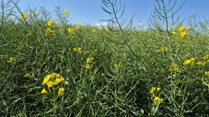 Rzepak LG Avenger - 24.05.2025