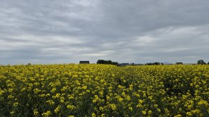 Rzepak LG Avenger 10.05.2025