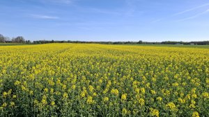 Rzepak Onca 30.04.2025