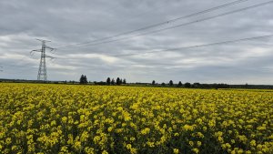 Rzepak ozimy DK Excited - 10.05.2025