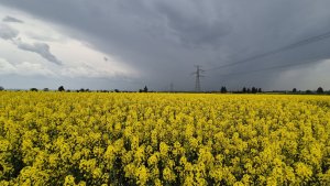 rzepak ozimy dk excited 03.05.2025