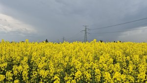 rzepak ozimy dk excited 03.05.2025