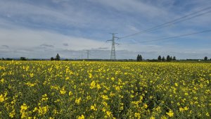 Rzepak ozimy DKC Excited - 17.05.2025