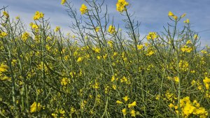 Rzepak ozimy LG Ambassador - 17.05.2025