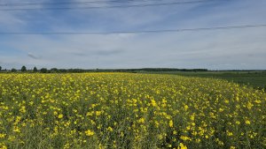 Rzepak ozimy LG Avenger - 17.05.2025