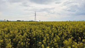 rzepak ozimy LG avenger 03.05.2025