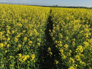 Rzepak Timothy lubelskie 