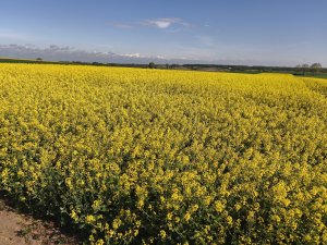 Rzepak Timothy lubelskie 