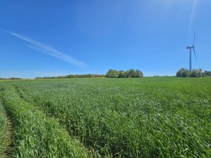 Kws Aveo. 150kg N/ha