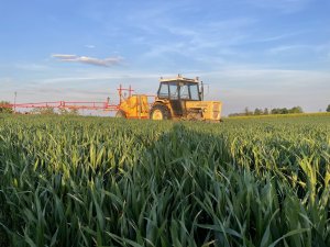 Zabieg T2 w pszenicy ozimej