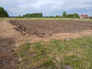 Ziemniaki po obredleniu