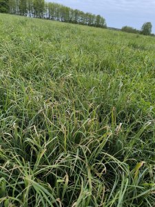 Zmarznięta kupkówka