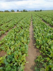 Buraczek czerwony Wodan