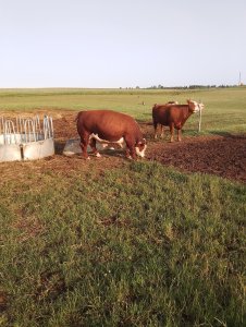 byk hereford