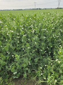 Groch ozimy FEROE po wyczekiwanych opadach deszczu.