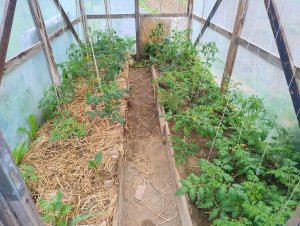 Pomidory w tunelu foliowym