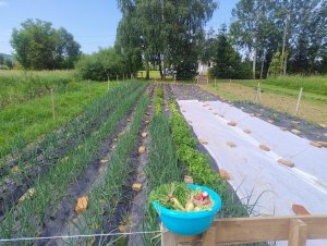 Ogródek warzywny