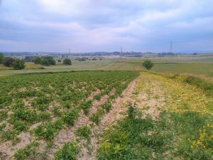 Ziemniaki Gala i Jelly