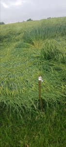 Jęczmień alessandra