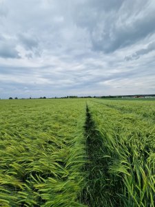 Jeczmien ozimy Aleksandra