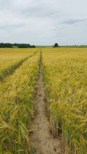 Jeczmień ozimy Sandra 